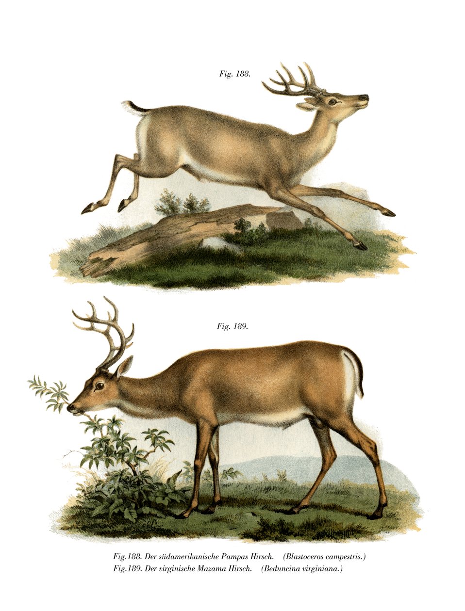 Pampashirsch, 1860 von German School