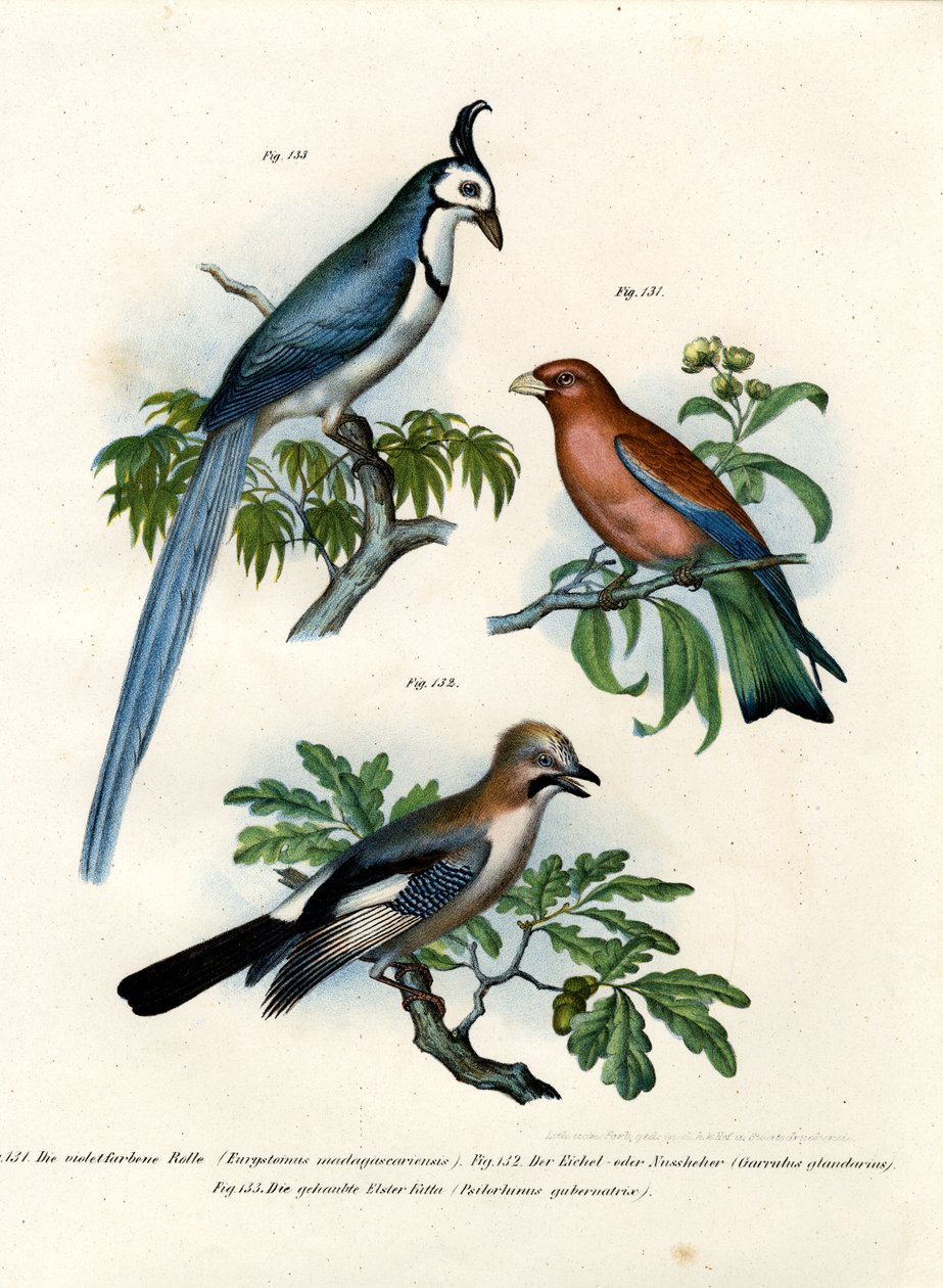 Purpur-Racke, 1864 von German School