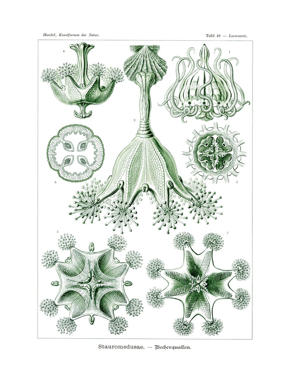 Stauromedusae, 1899-1904 von German School