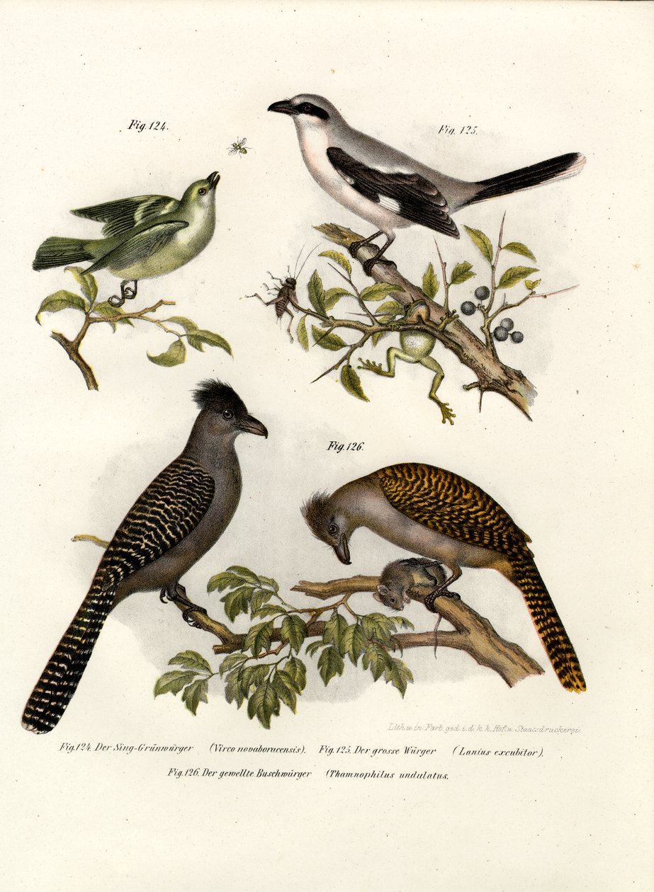 Weißaugenvireo, 1864 von German School