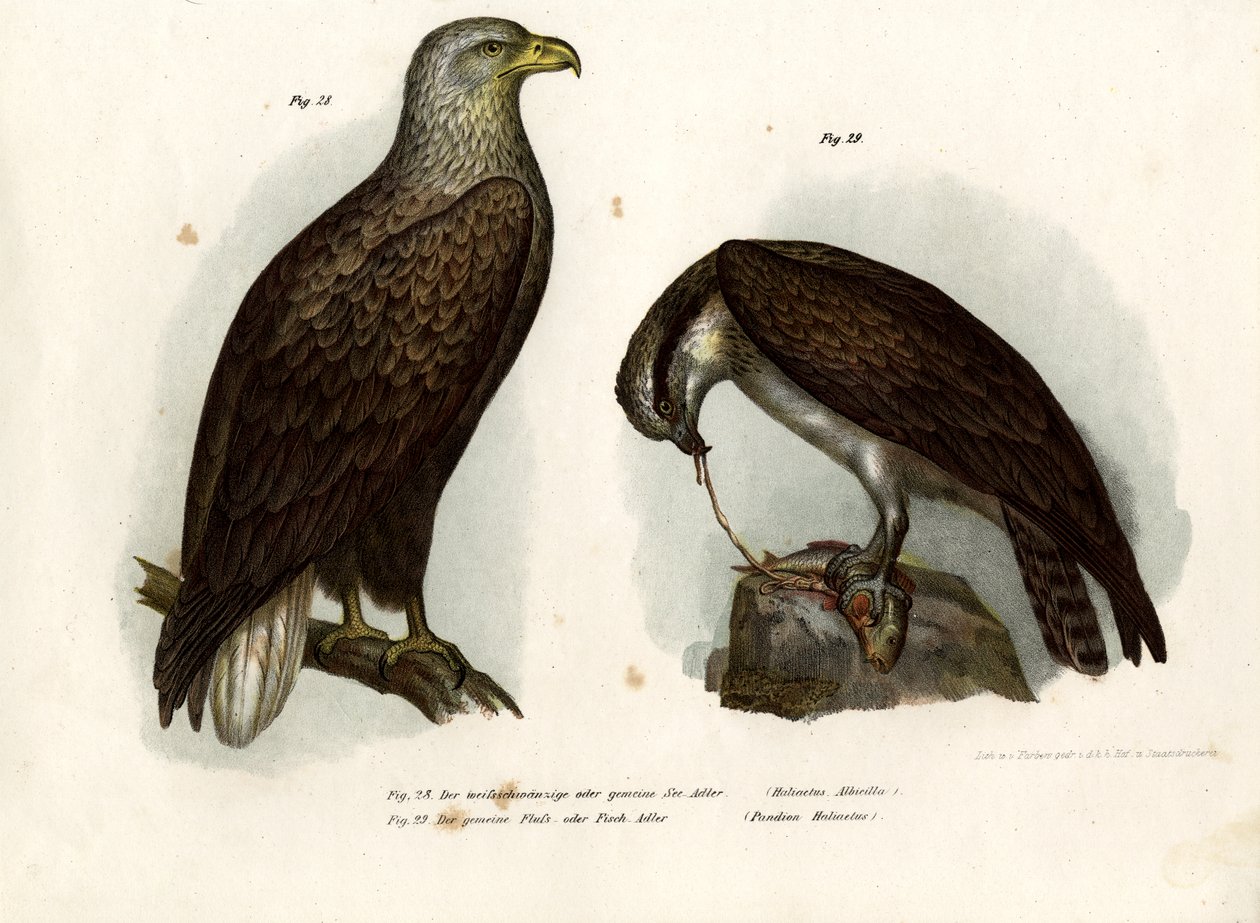 Seeadler, 1864 von German School