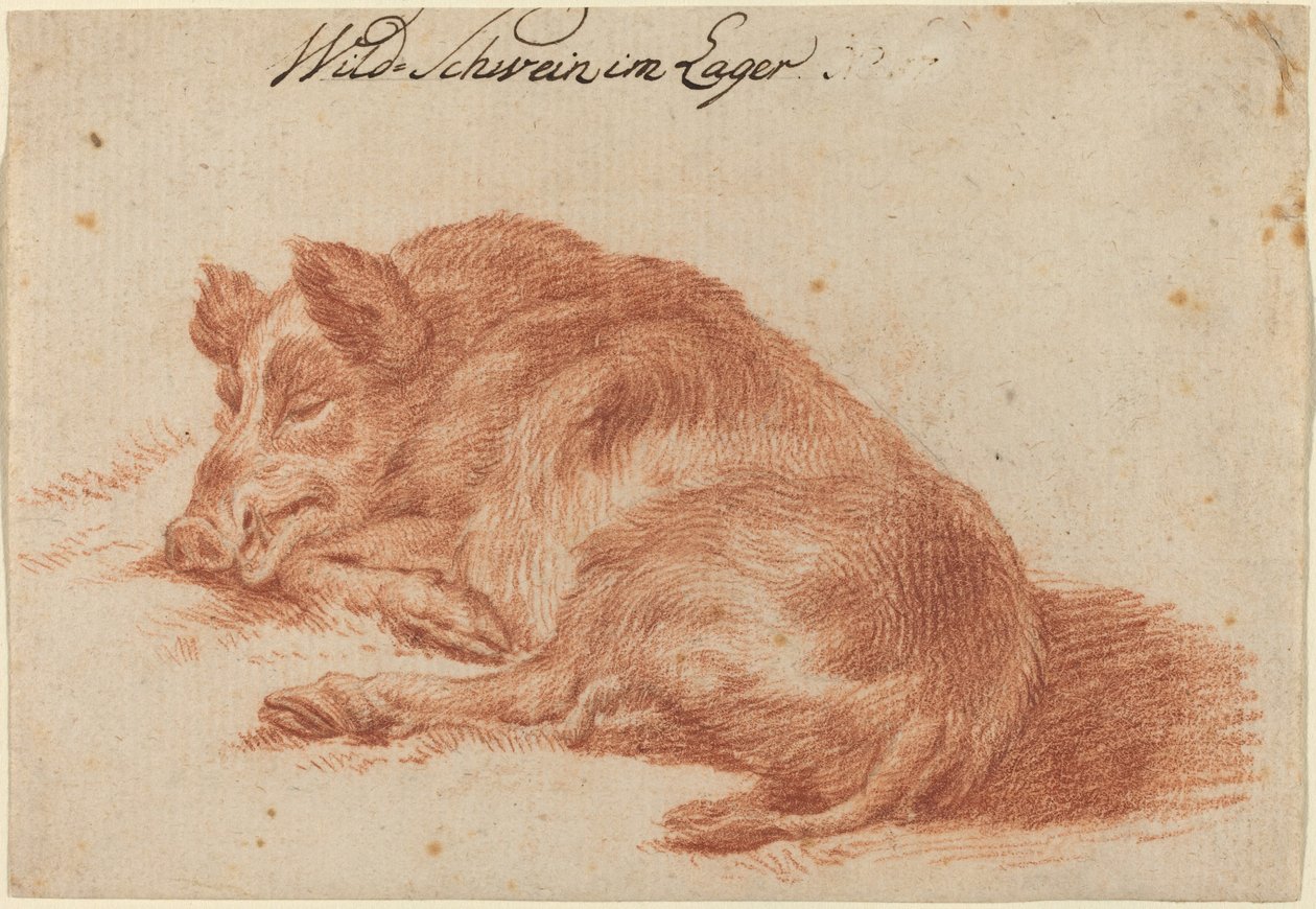 Wildschwein von German 18th Century