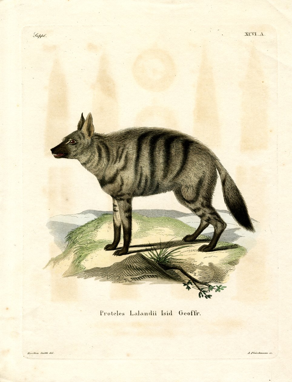 Erdwolf von German School