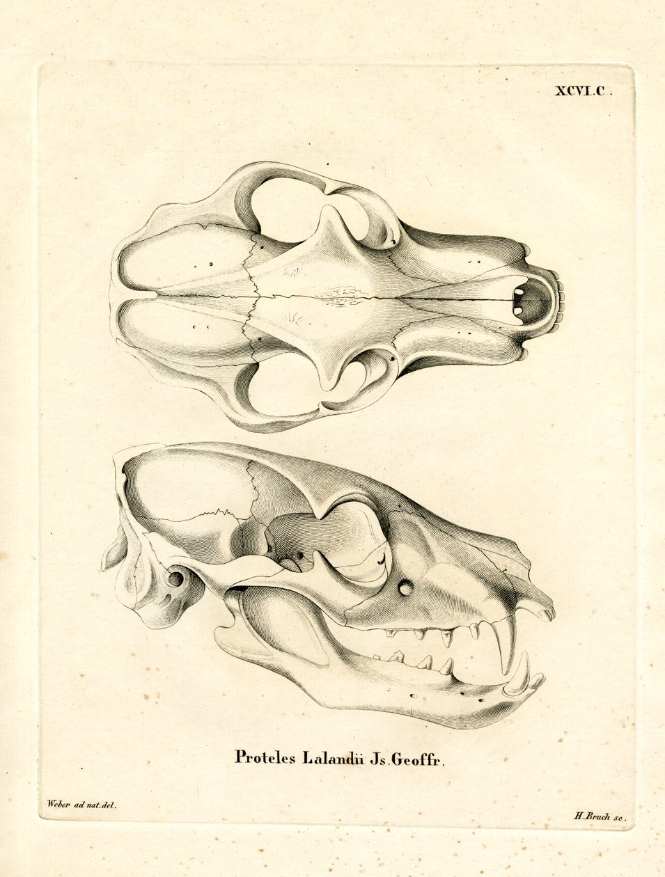 Aardwolf-Schädel von German School