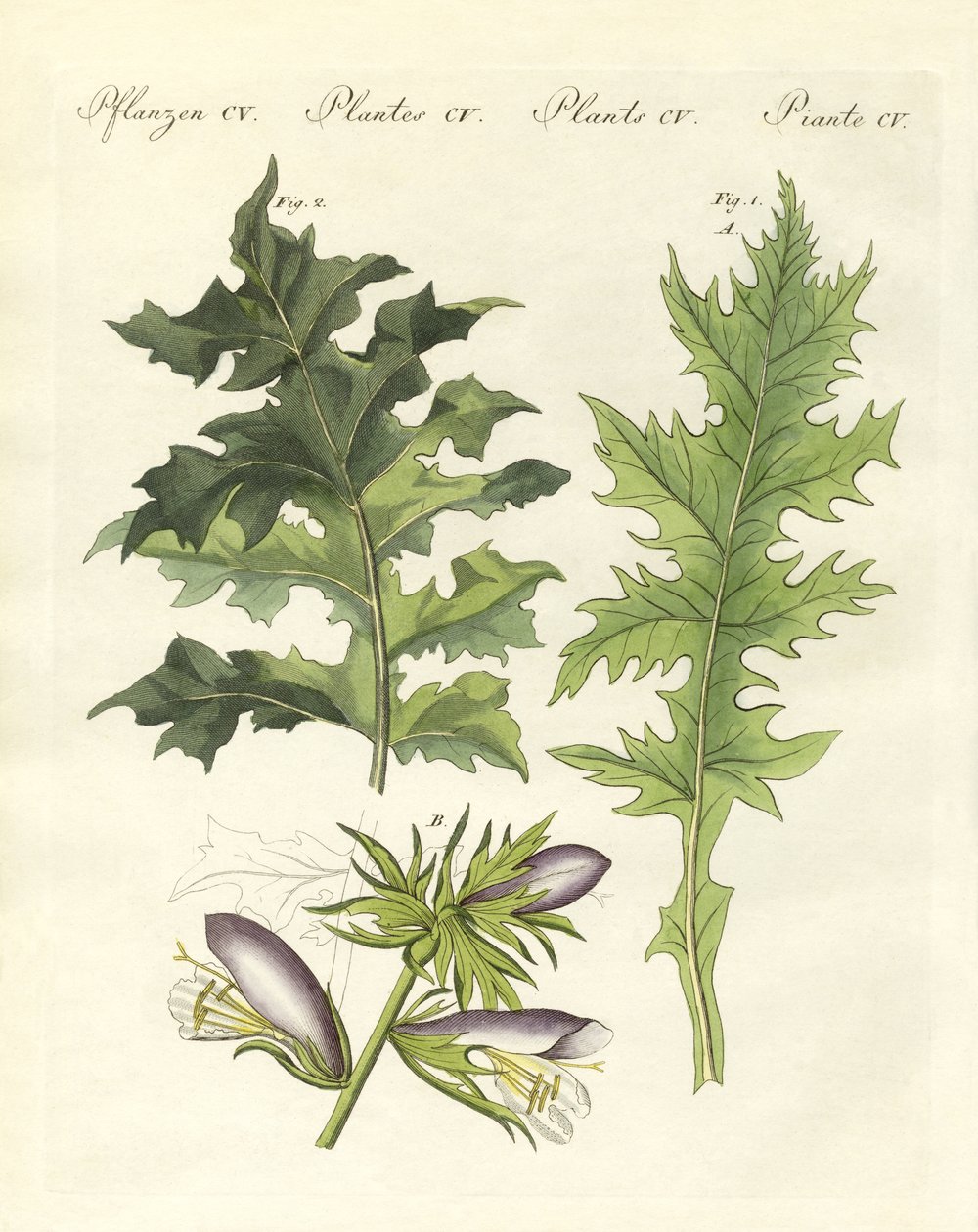 Akanthuspflanzen von German School