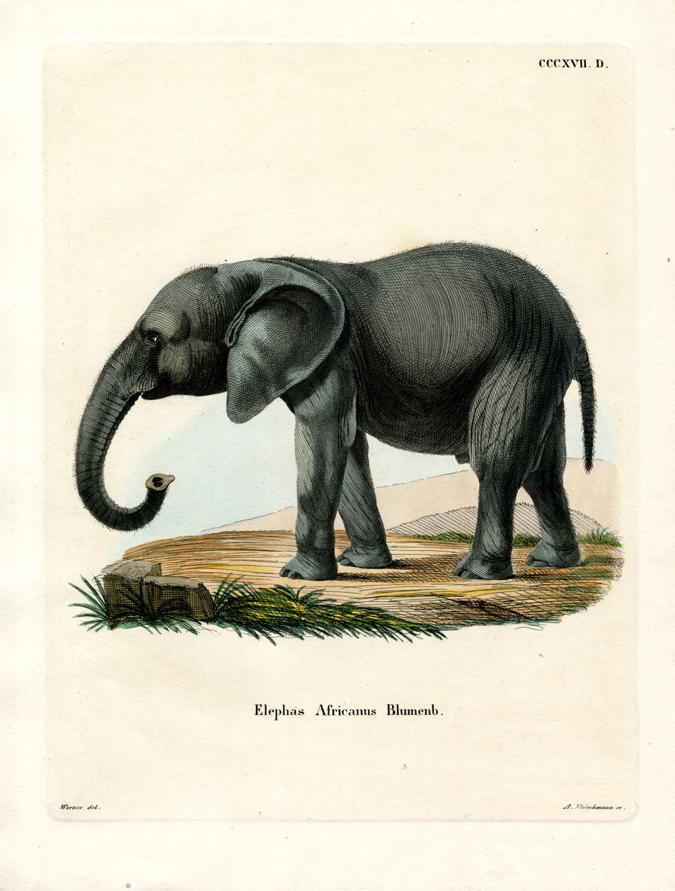 Afrikanischer Elefant von German School