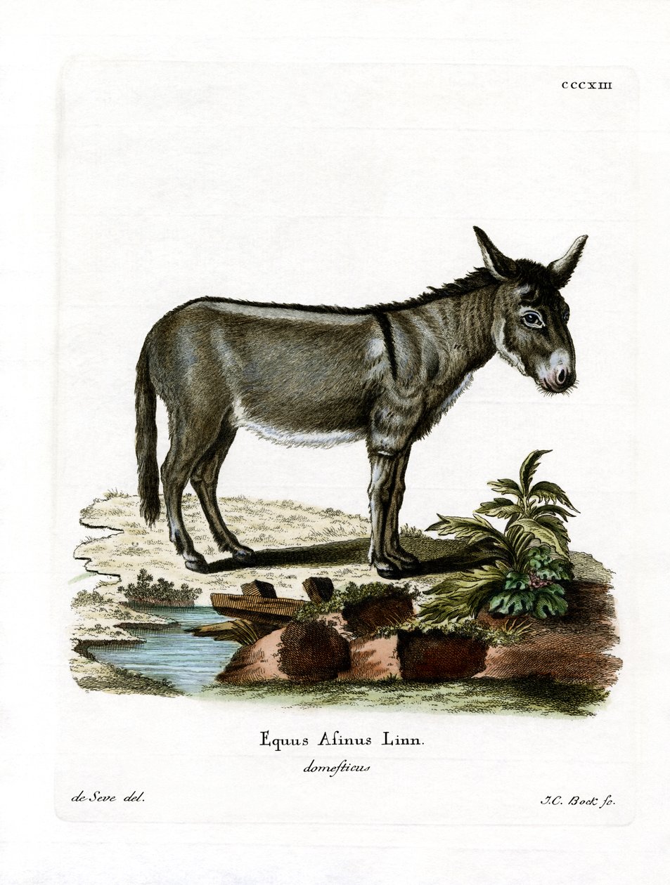 Afrikanischer Wildesel von German School