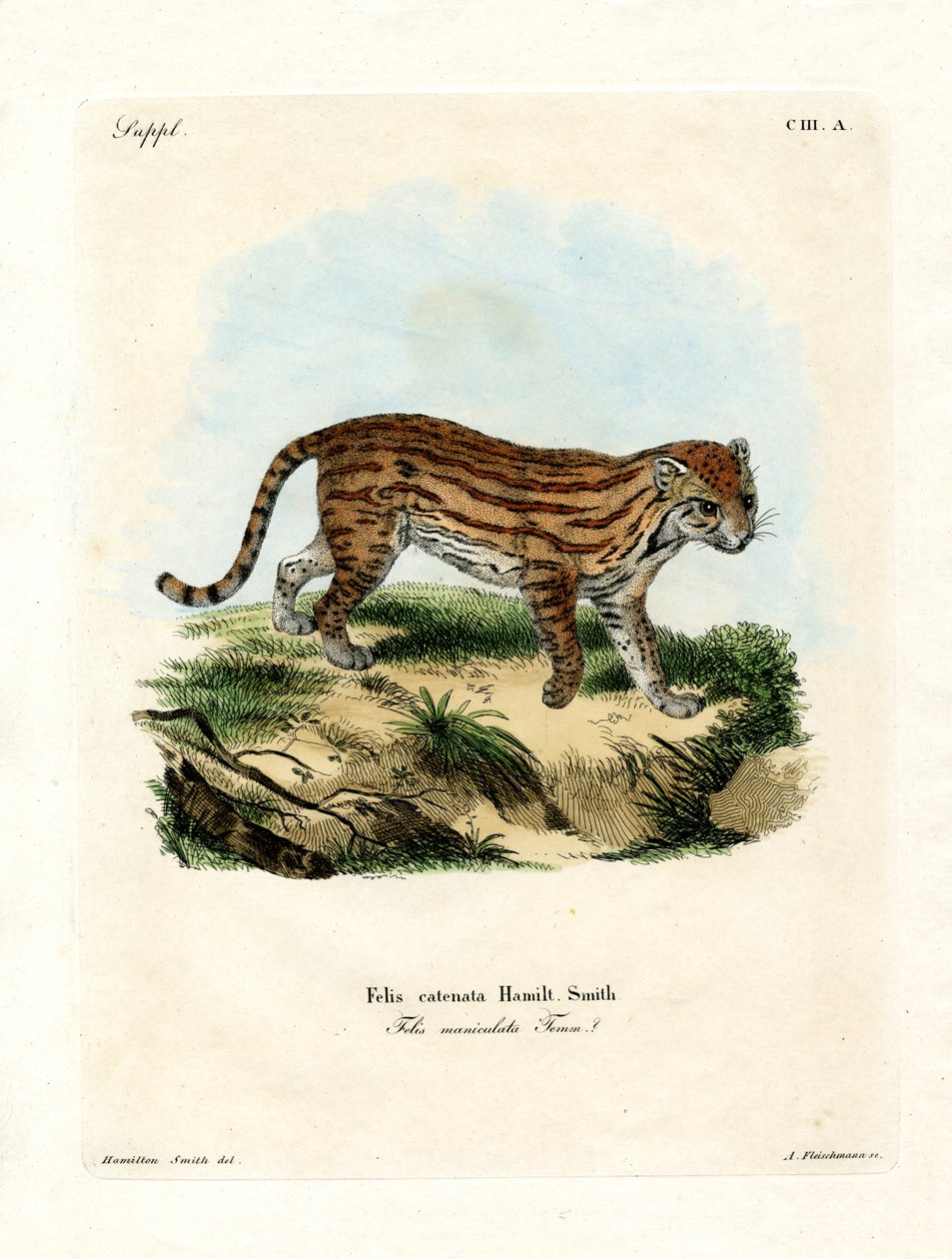 Afrikanische Wildkatze von German School