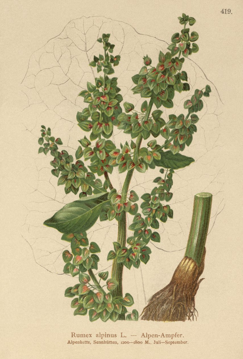 Alpen-Ampfer von German School