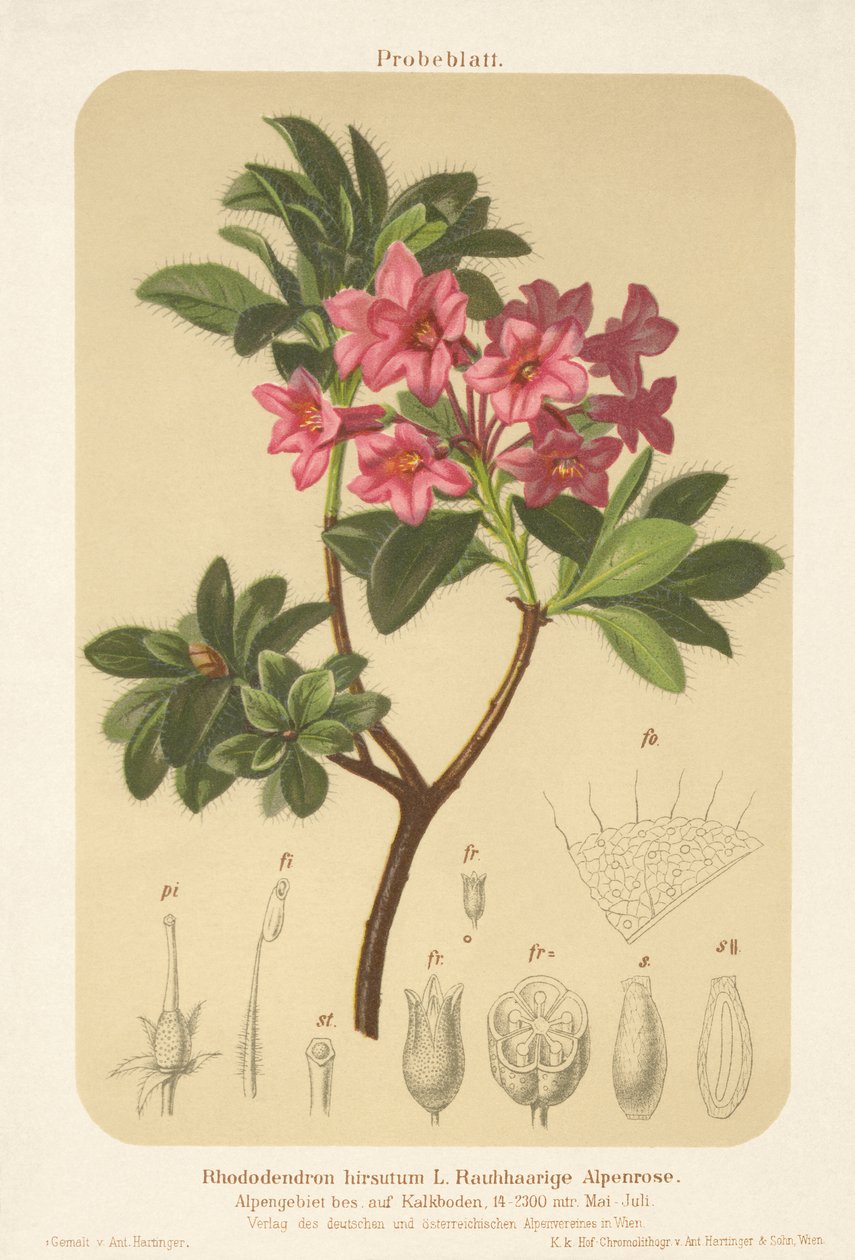 Alpenrose (Rhododendron hirsutum) von German School