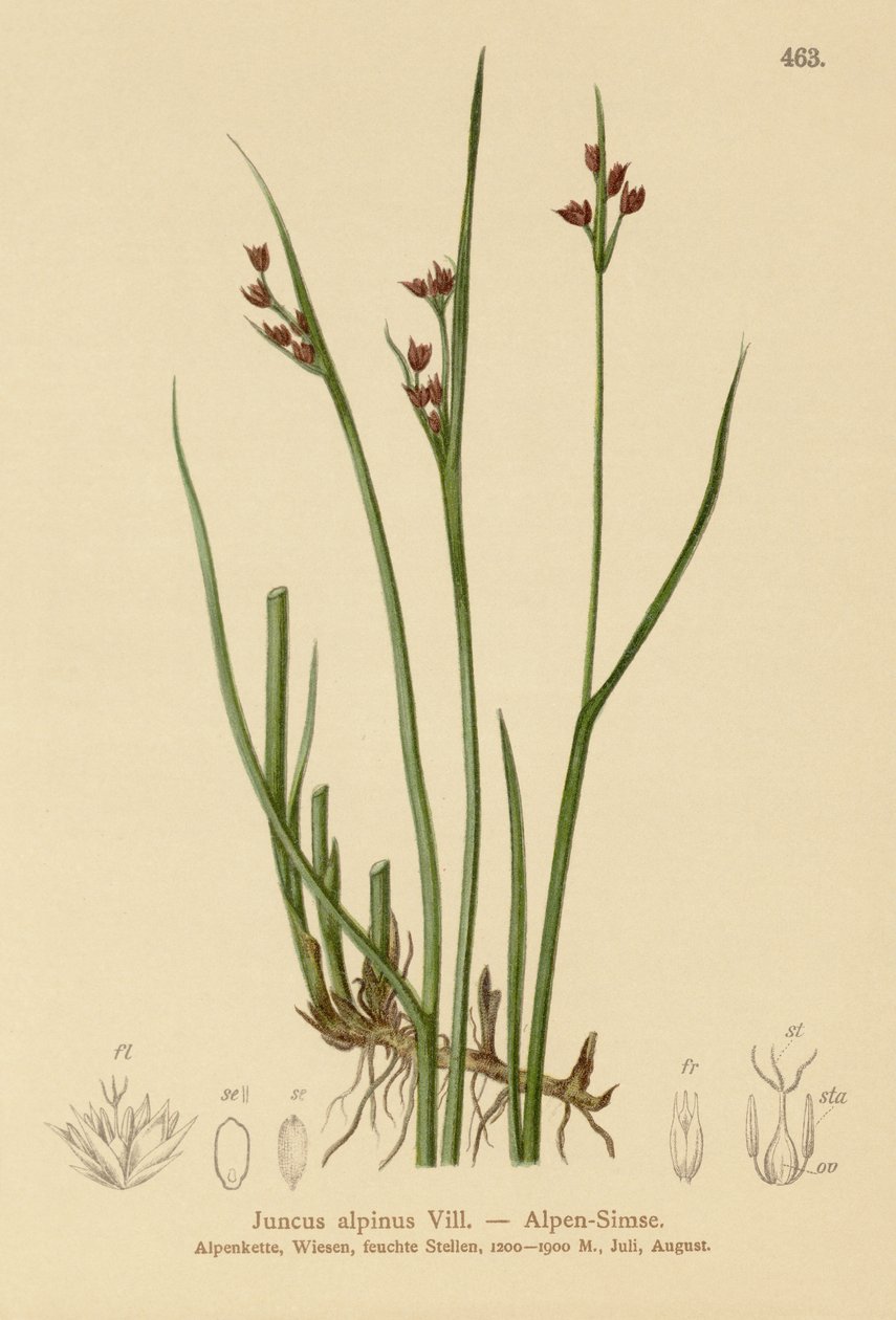 Alpenbinse (Juncus alpinus, Juncus alpinoarticulatus) von German School