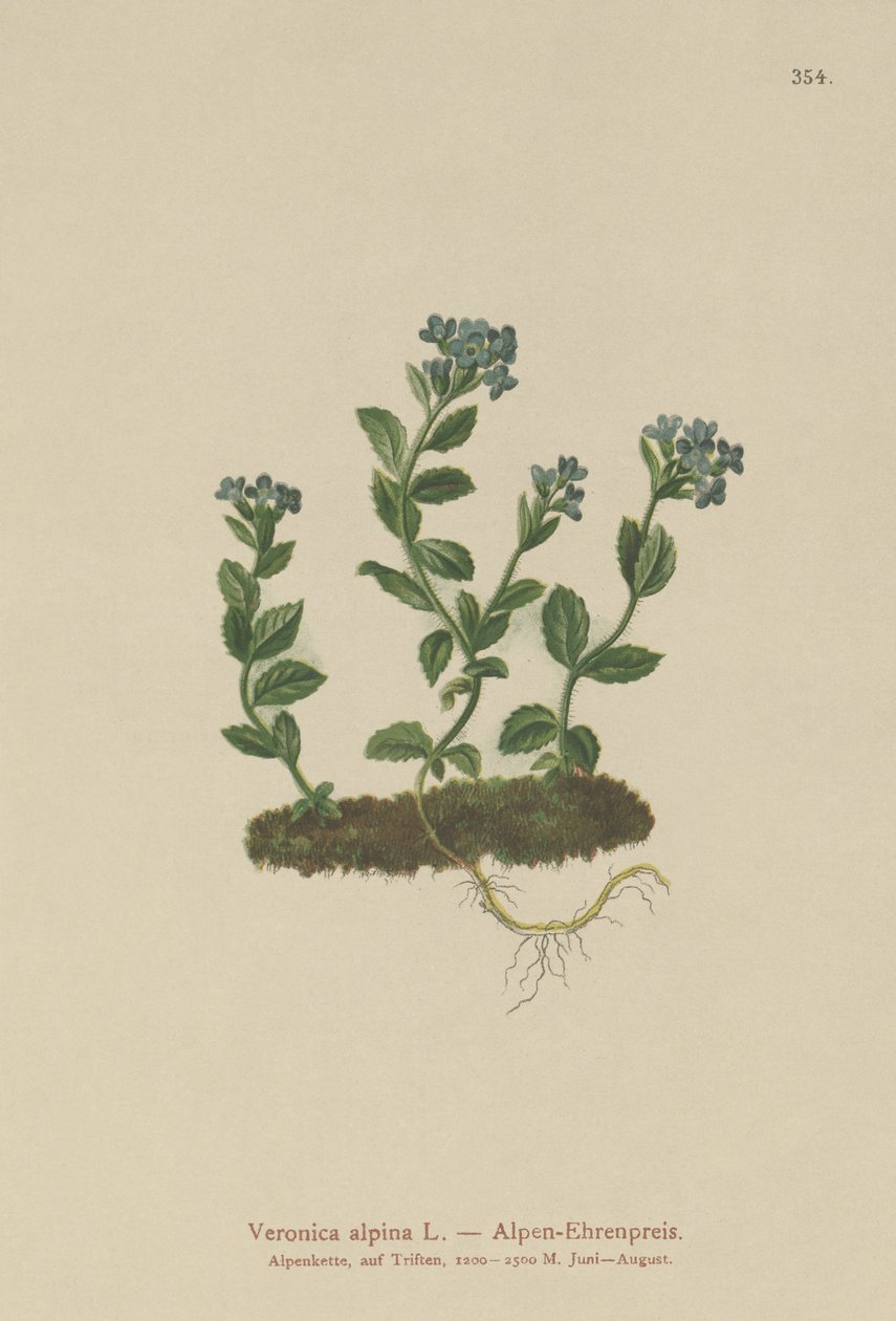 Alpen-Ehrenpreis (Veronica alpina) von German School