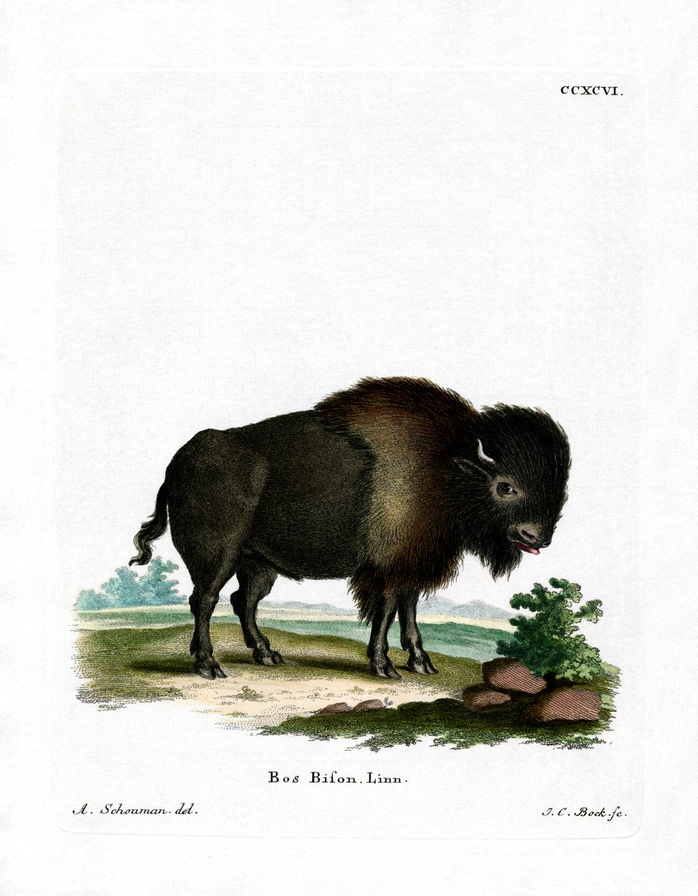 Amerikanischer Bison von German School