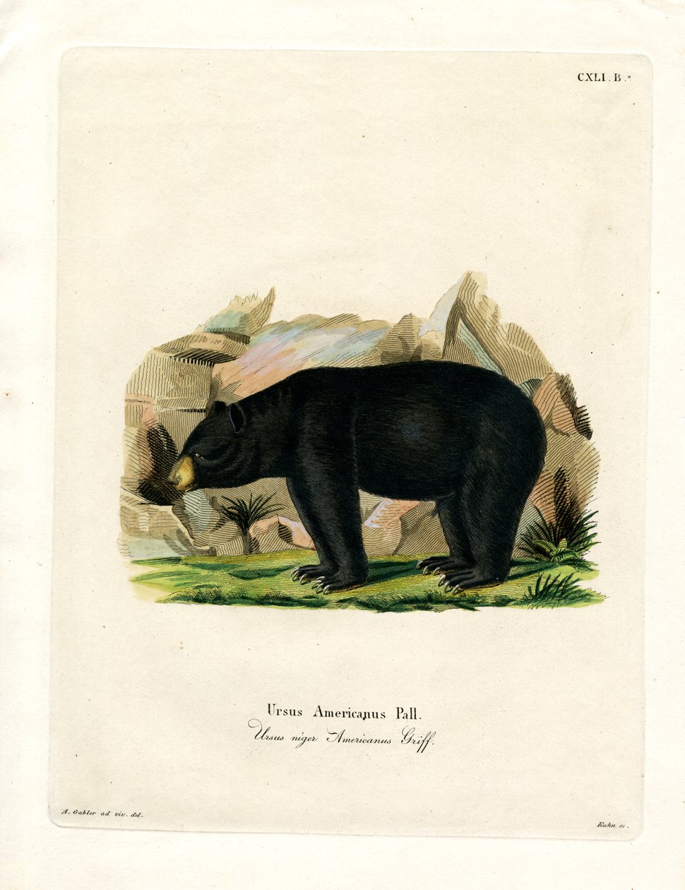 Amerikanischer Schwarzbär von German School