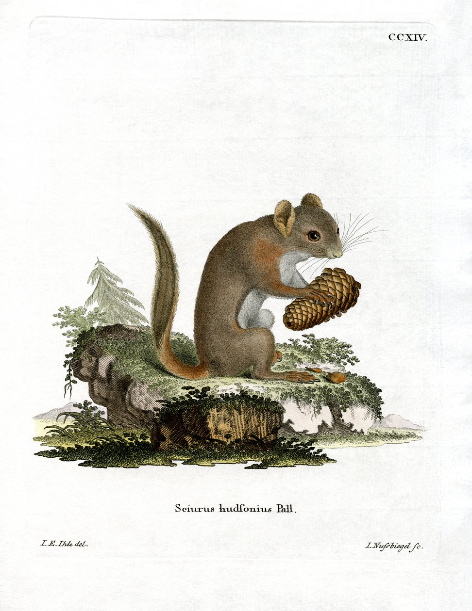 Amerikanisches Rothörnchen von German School