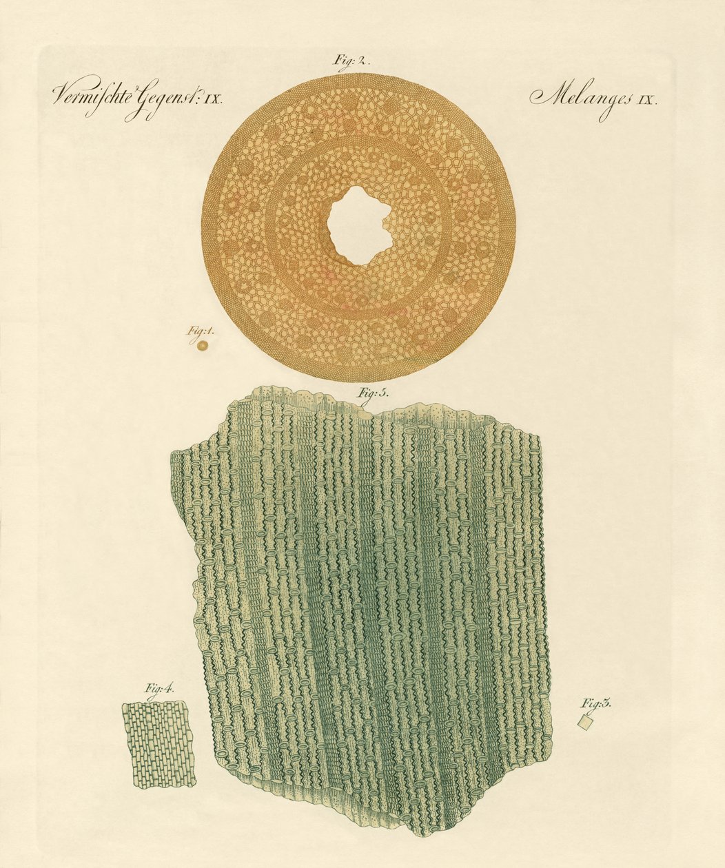 Anatomie eines Strohhalms von German School