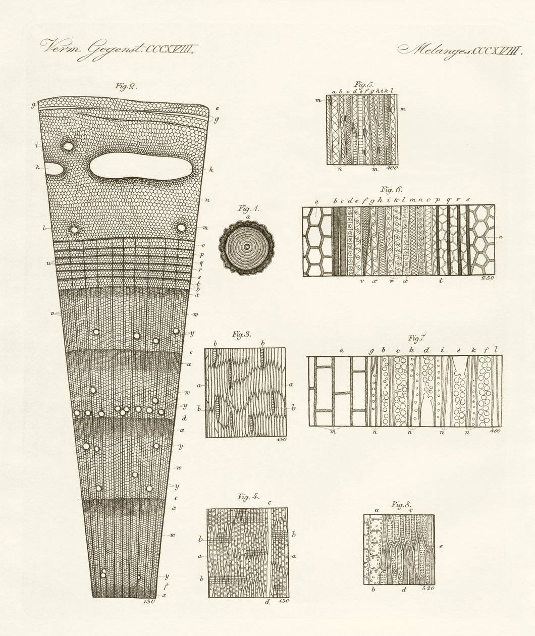 Anatomie des Holzes von German School