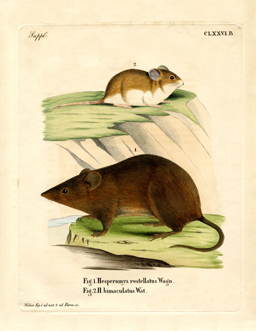 Anden-Vespermaus von German School