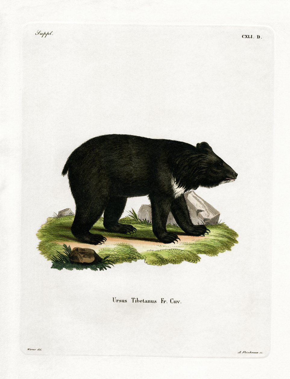 Asiatischer Schwarzbär von German School
