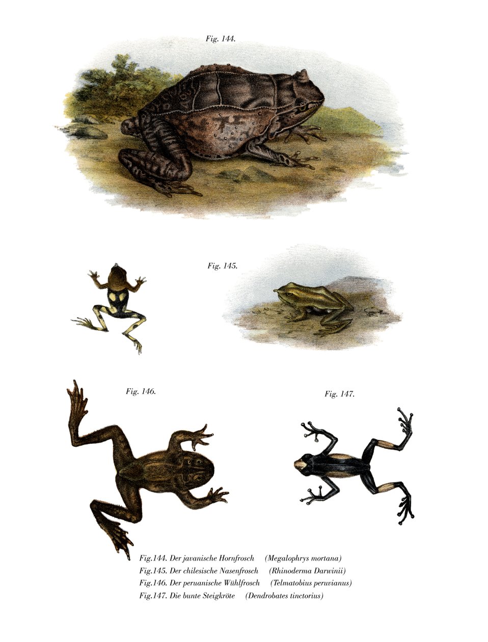 Asiatischer Hornfrosch von German School