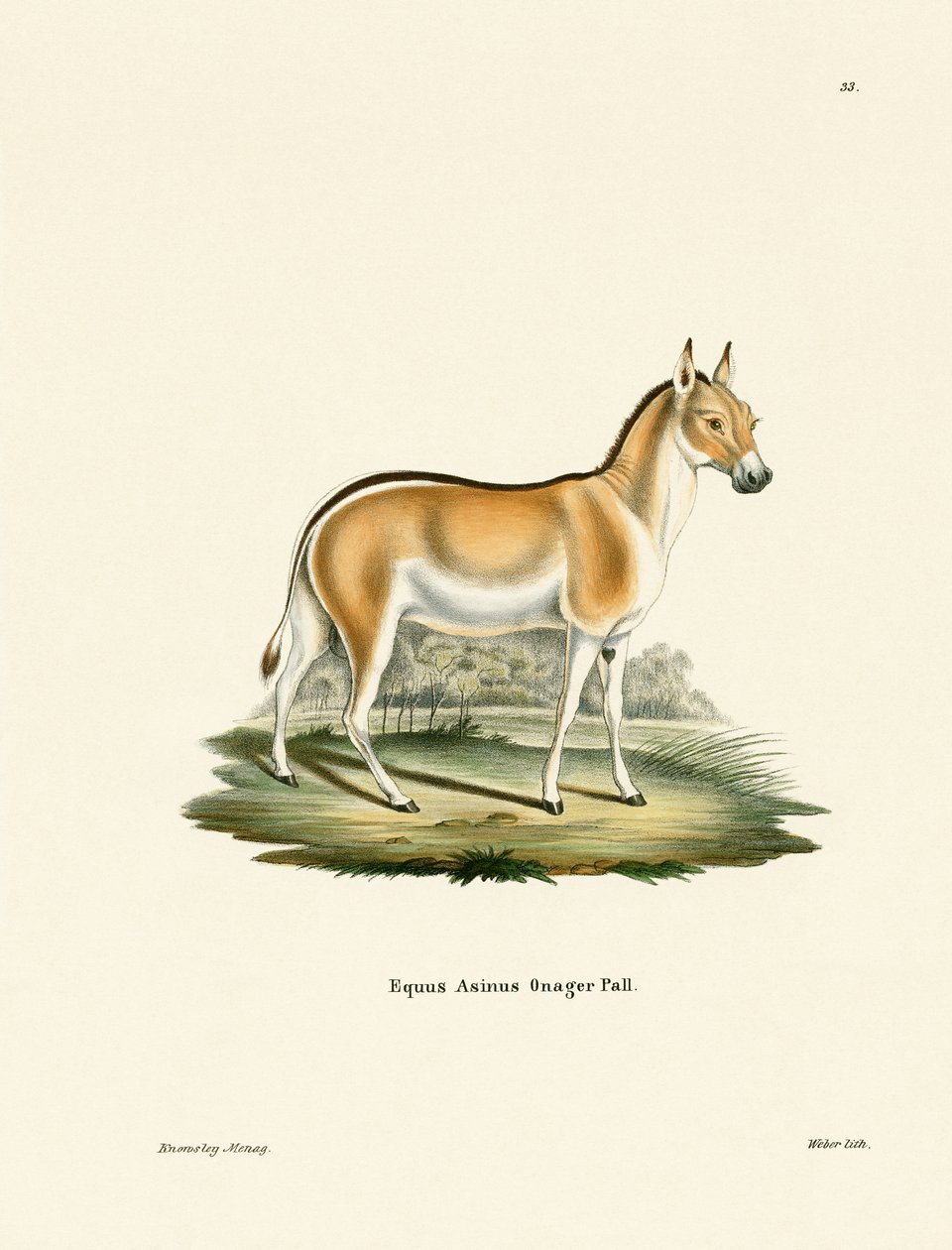 Asiatischer Wildesel von German School