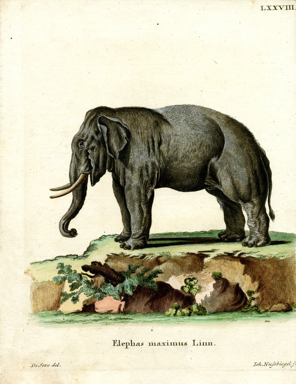 Asiatischer Elefant von German School