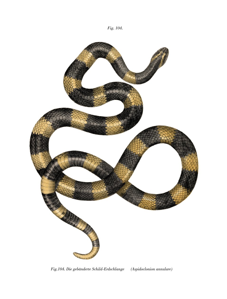 Gebänderte Krait von German School