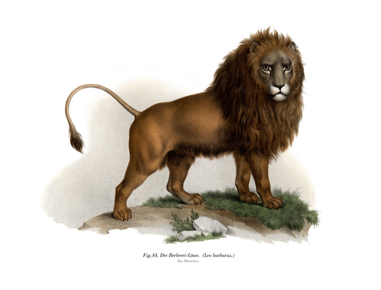 Berberlöwe, 1860 von German School