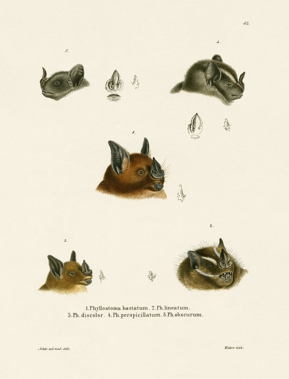 Fledermausköpfe von German School
