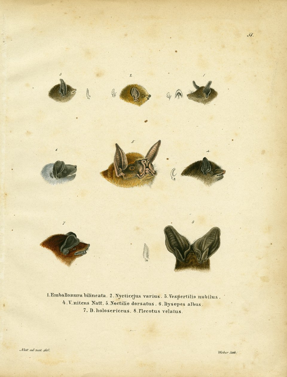 Fledermausköpfe von German School