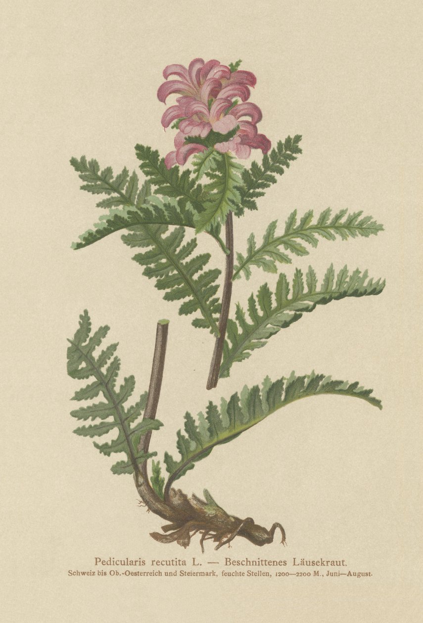 Schnabelloses Rotes Läusekraut (Pedicularis recutita) von German School