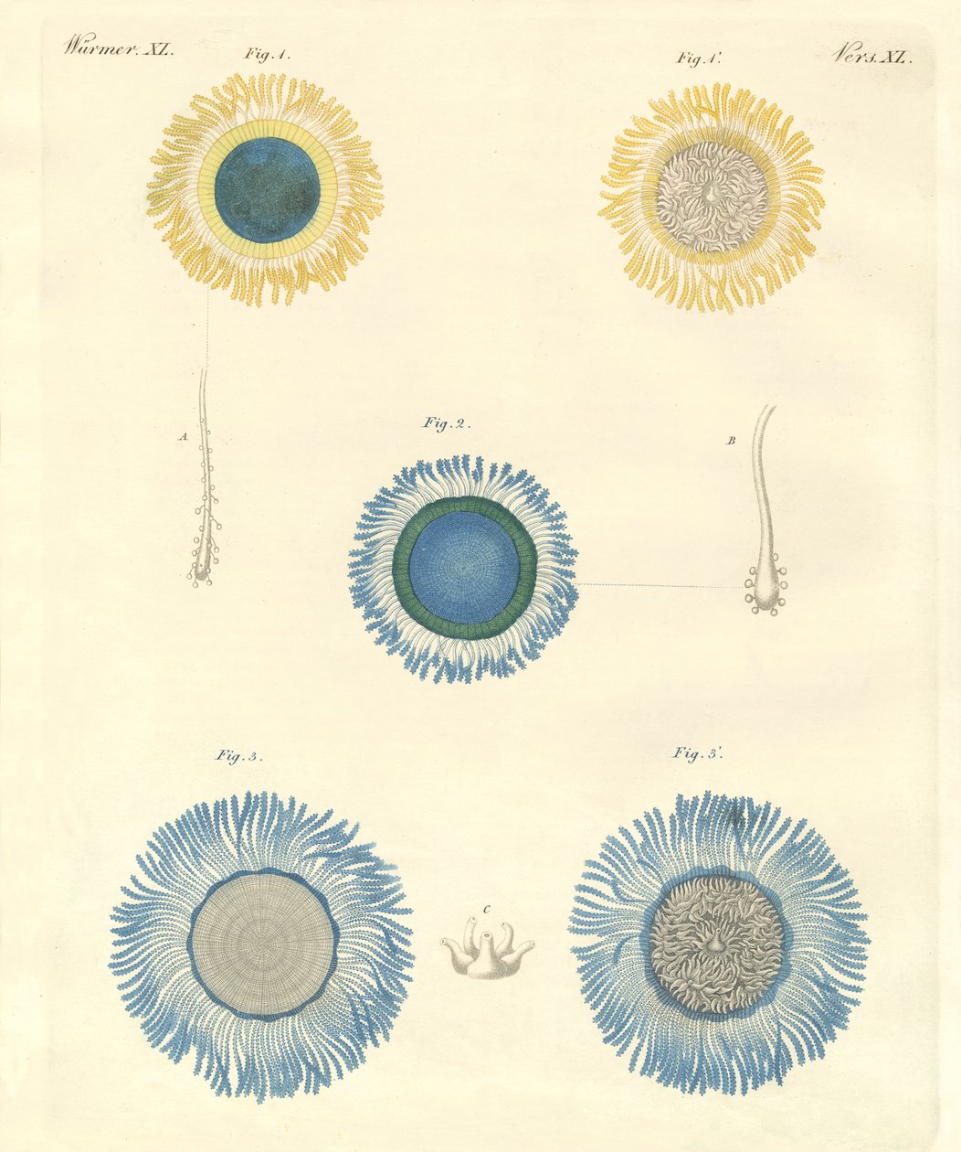 Schöne Medusen von German School