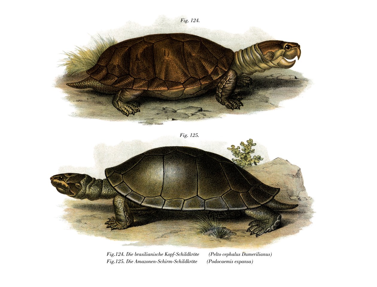 Großköpfige Amazonas-Flussschildkröte von German School