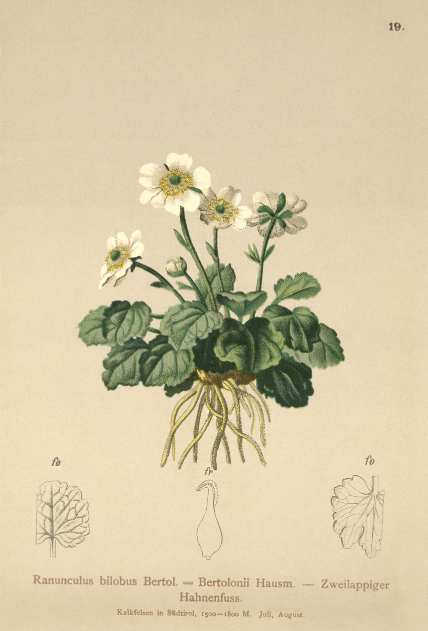 Bilobo-Hahnenfuß (Ranunculus bilobus, Ranunculus Bertolonii) von German School