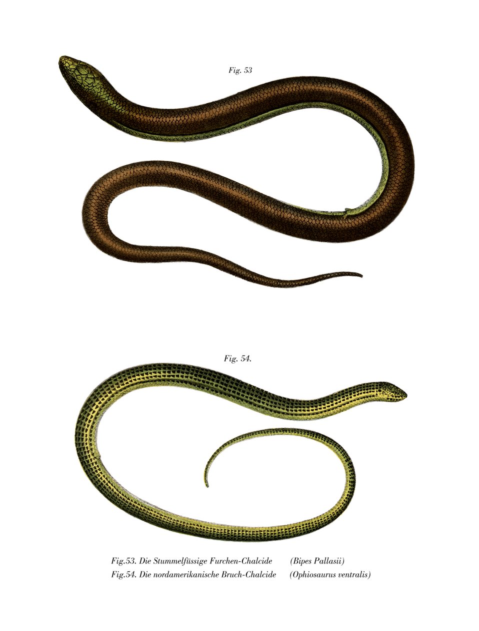 Bipes Pallasii von German School