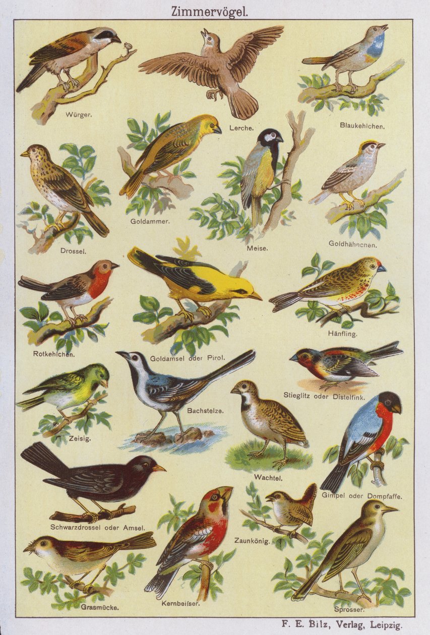 Vögel von German School