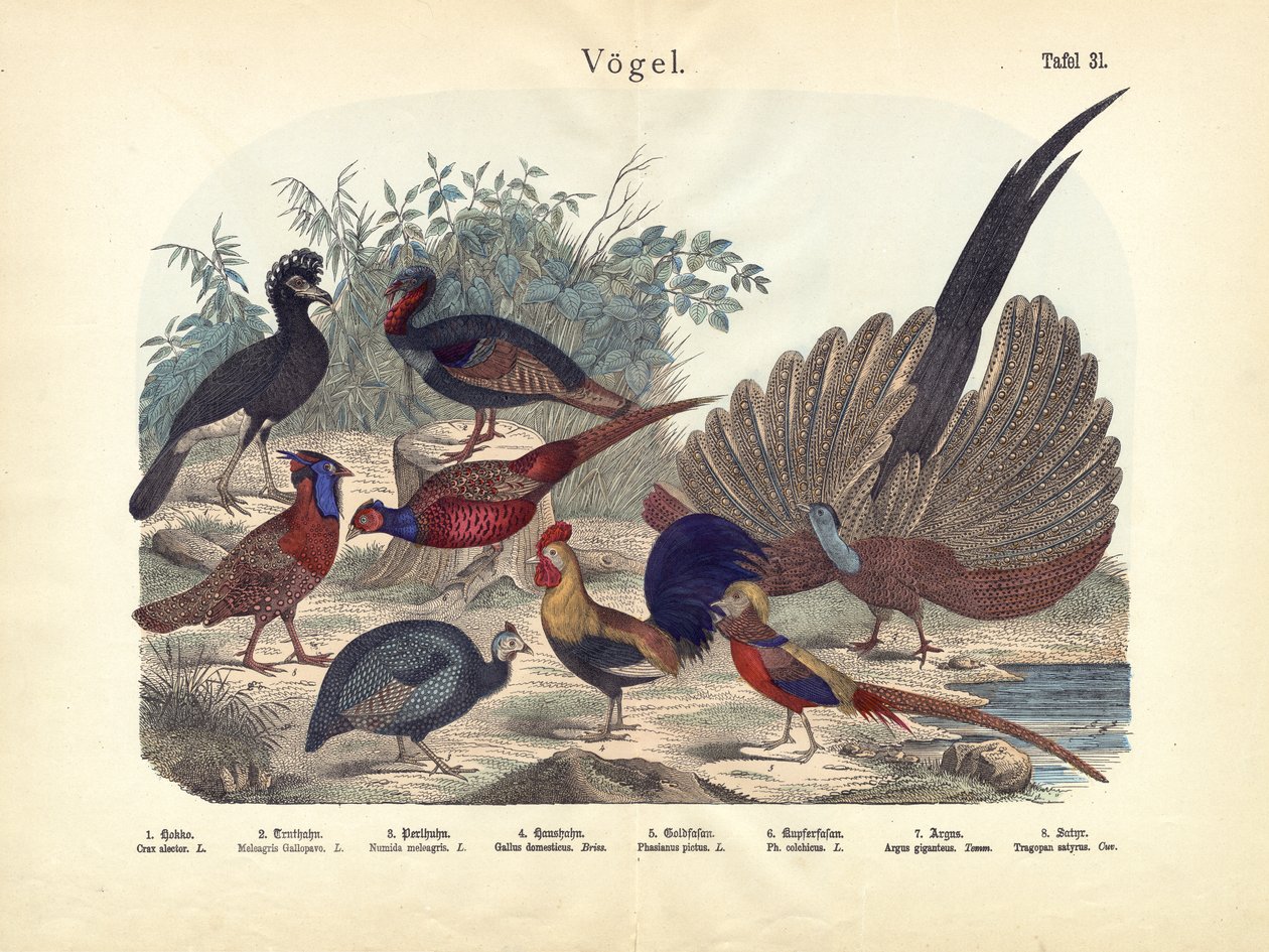 Vögel, um 1860 von German School