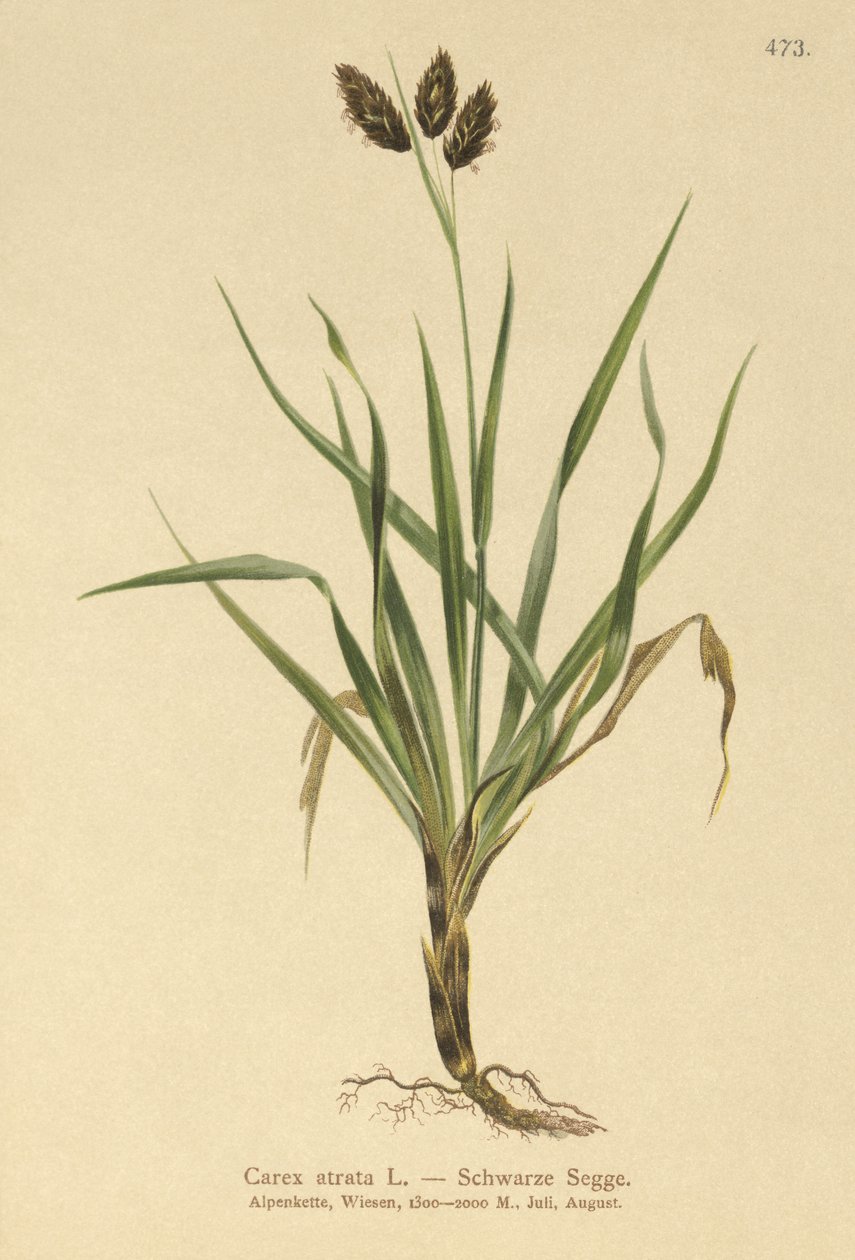 Schwarze Alpen-Segge (Carex atrata) von German School