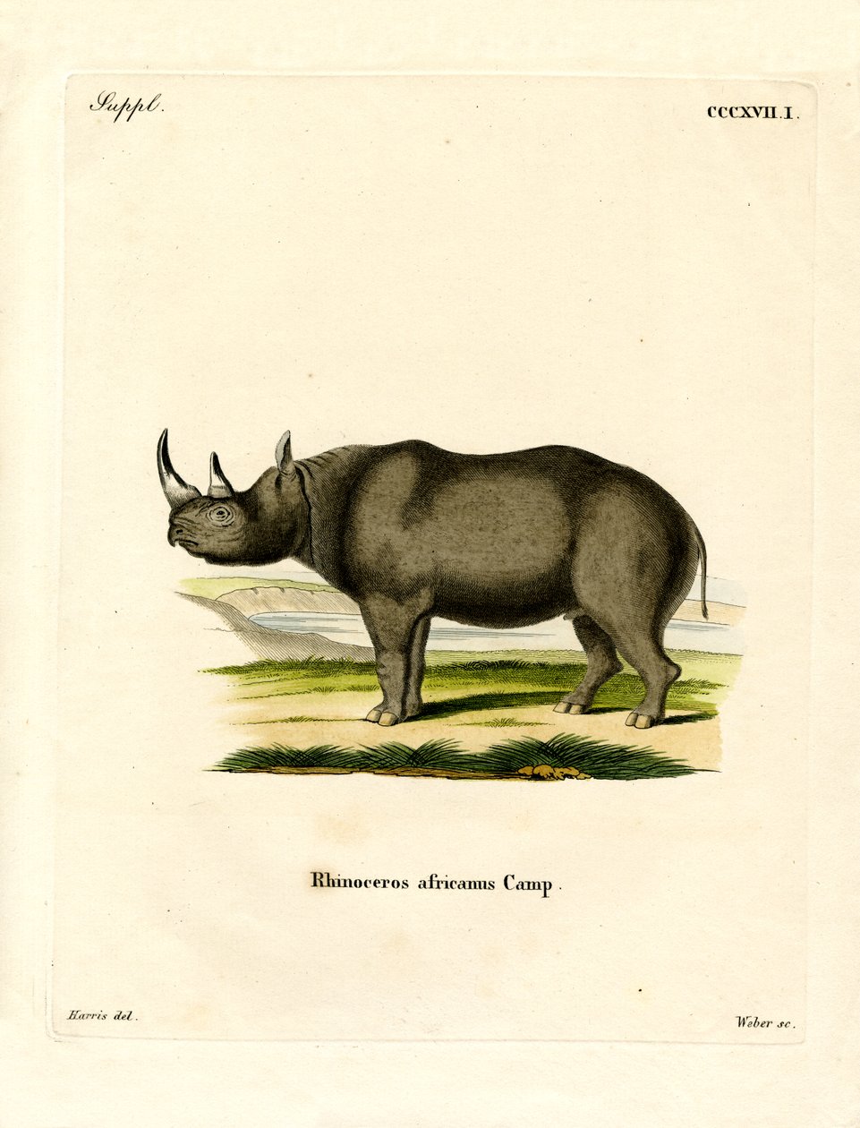 Schwarzes Nashorn von German School