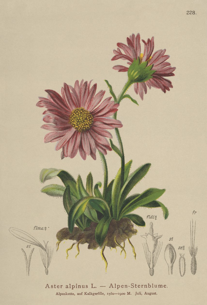 Blaue Alpen-Aster (Aster alpinus) von German School