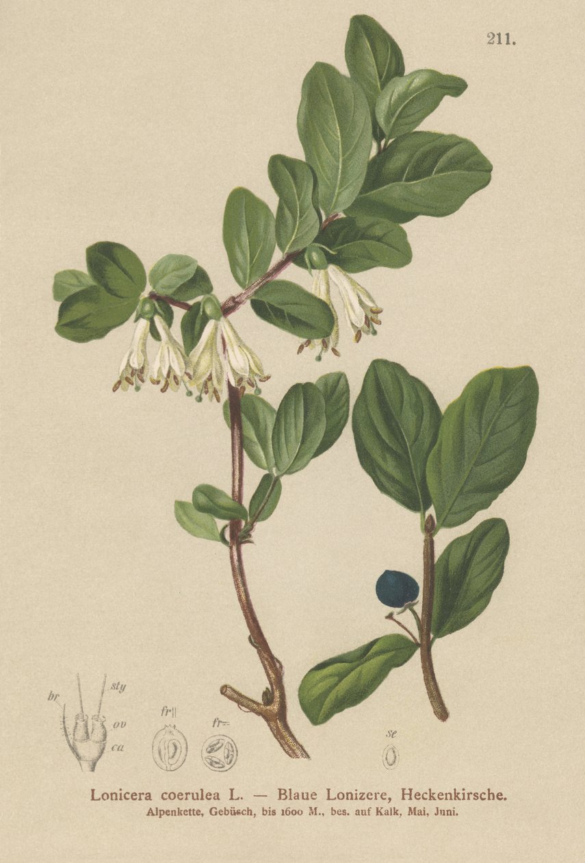 Blaue Heckenkirsche (Lonicera caerulea, Lonicera coerulea) von German School