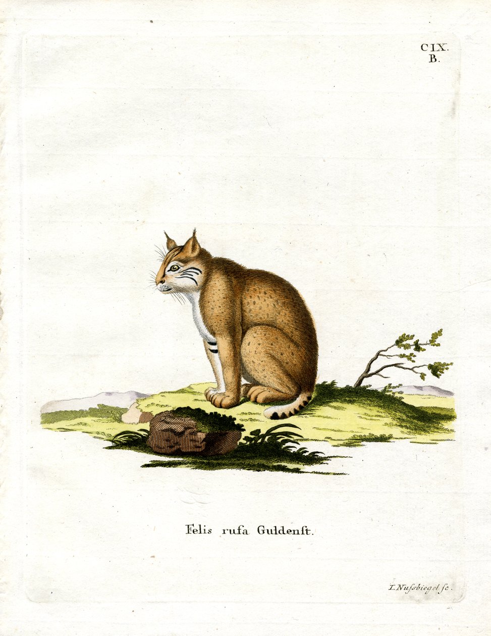 Rotluchs von German School