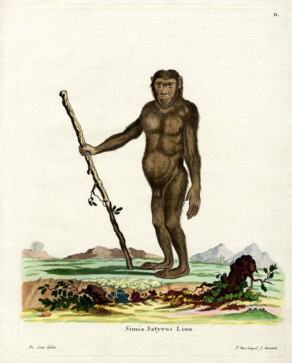Borneo-Orang-Utan von German School