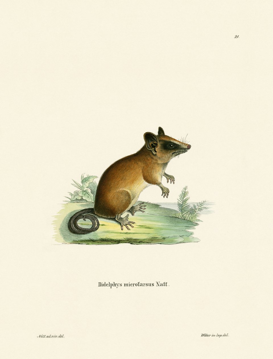 Brasilianisches Graumäuse-Opossum von German School
