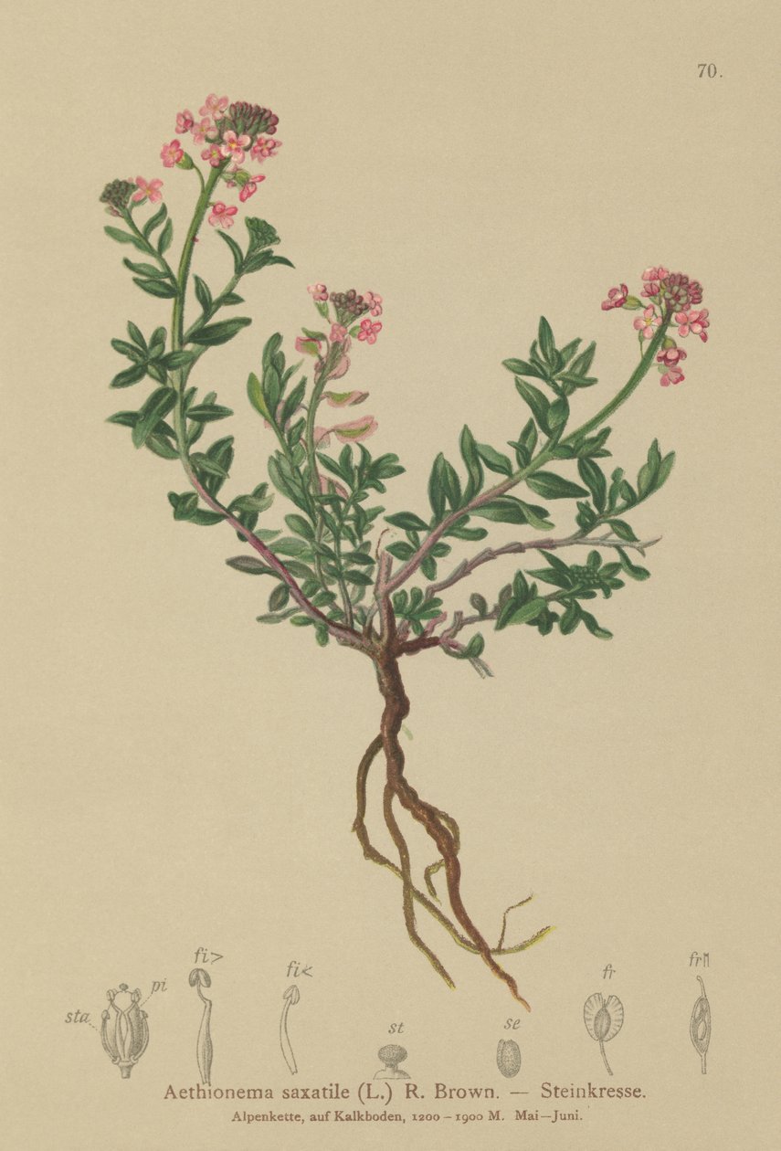 Stein-Schleifenblume von German School