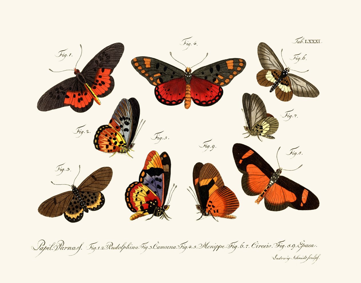 Schmetterlinge von German School