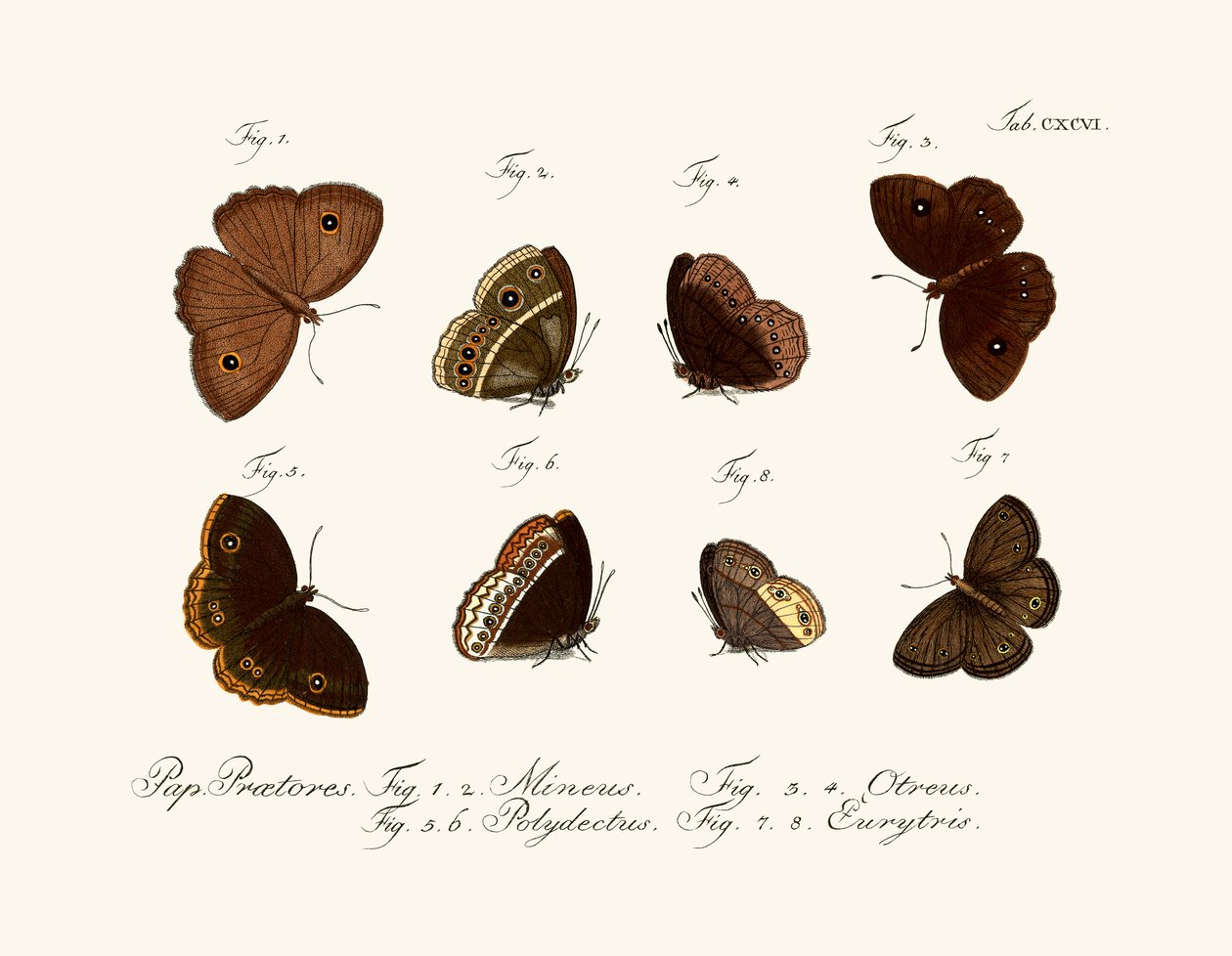 Schmetterlinge von German School