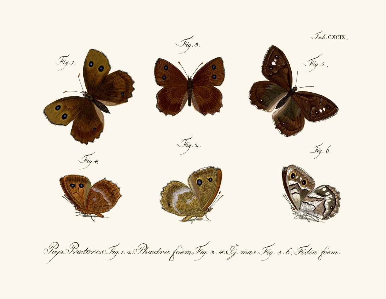Schmetterlinge von German School