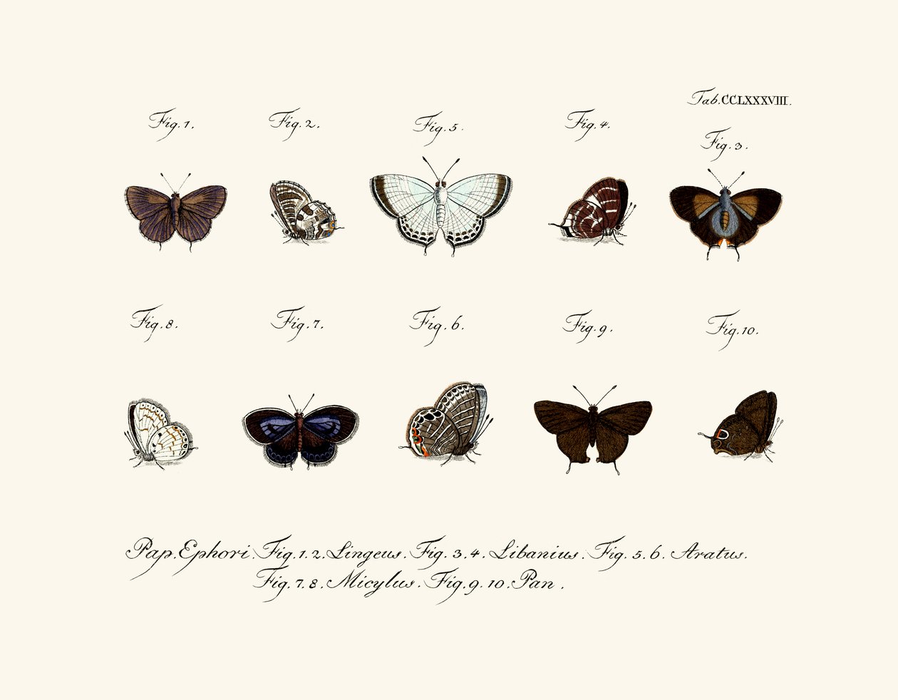 Schmetterlinge von German School