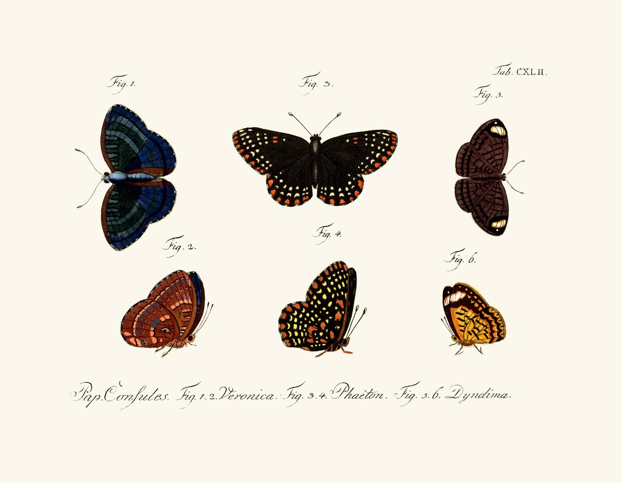 Schmetterlinge von German School